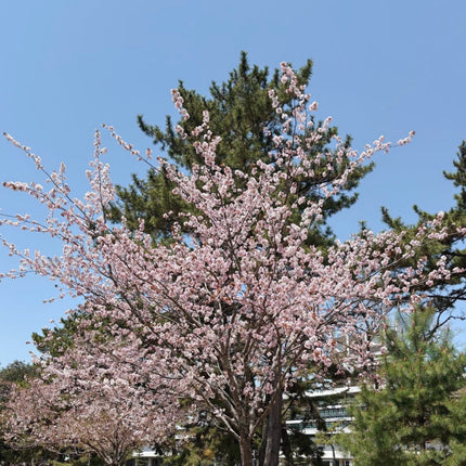 Collection image for: 日本代購